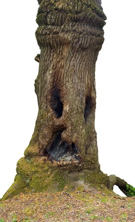 Old majestic tree to look like wood-goblin (with scorched hollows) isolated on white (three shots vertical stitch, with path)の写真素材
