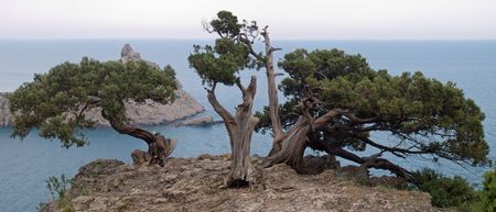 juniper tree on rock and seaの写真素材