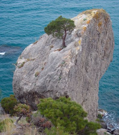 like axe rock and juniper tree on it with sea behindの写真素材