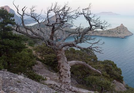 withered juniper tree and evening "Novyj Svit" reserve coastline behind (Crimea, Ukraine).の写真素材
