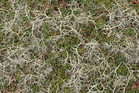 Mountain moss-grown surface with plants of bilberries and cowberries