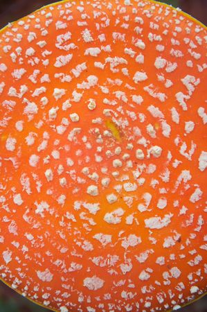  Red (white mottling) toadstool cap surfaceの写真素材