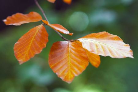 Colorful autumn maple leaf background