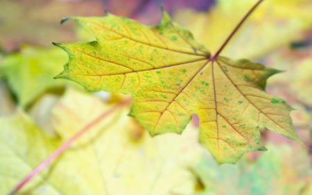 Pink-yellow colorful autumn maple leaf background