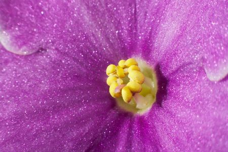 Flower of home violet (macro)の写真素材