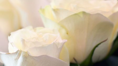 Blurry white roses backgroundの写真素材