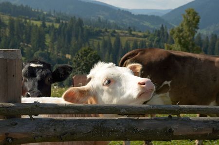 Two calfs on mountain plateau pasture behind the fence (Carpathian mountain, Ukraine). の写真素材