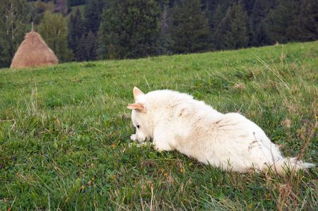 Dog on summer mountain green meadow with stacks of hay (Carpathian Mt-s, Ukraine). の写真素材