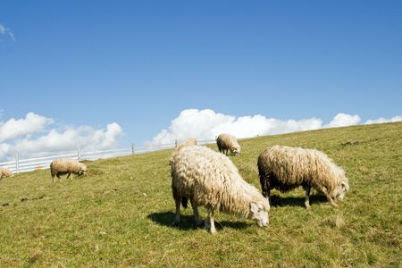 Sheep herd on mountain plateau pasture (Carpathian mountain, Ukraine).