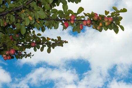 Twig apple-tree with red apples on sky backgroundの写真素材