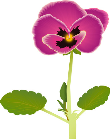 Flower of violet with leaf isolated on white (vector illustration)のイラスト素材
