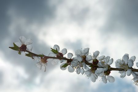 Blossoming twig of cherry-tree (on overcast sky background)の写真素材