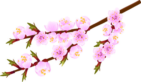 Blossoming twig of spring fruit tree isolated on white (vector illustration)のイラスト素材