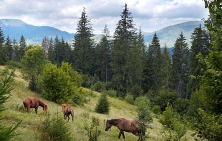 Horses group on green mountainside (Carpathian mountain, Ukraine).の写真素材