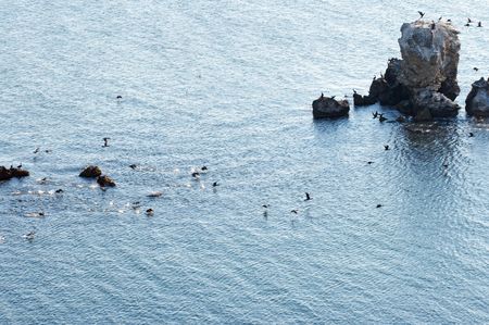Cormorant population on Kazantip cape (Krimea, Ukraine)の写真素材