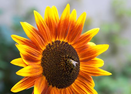 ornamental sunflower