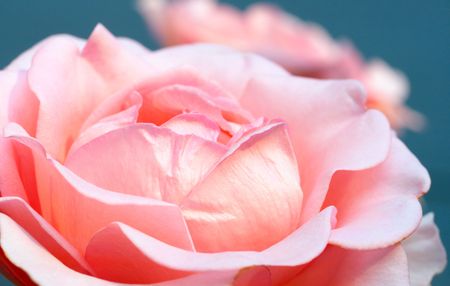 Flower of rose on flower-bed   の写真素材