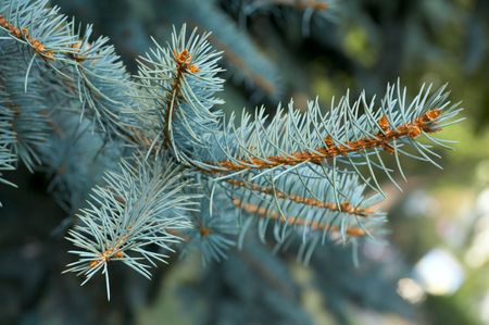 fir twig