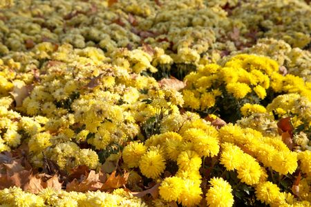 chrysanthemum flower autumn background with abscissed leafsの写真素材