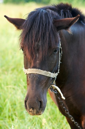 Single horse on summer green meadow の写真素材