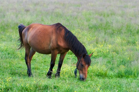 Single horse on summer green meadow の写真素材