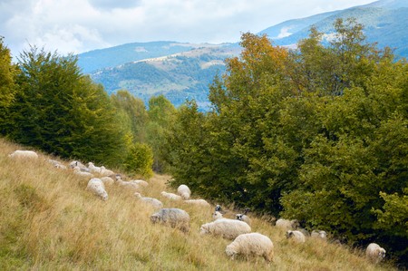 Sheep herd on mountain plateau pasture (Carpathian mountain, Ukraine).の写真素材