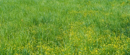 Green grass with small yellow wildflowers on spring meadow. Five shots composite picture.の写真素材