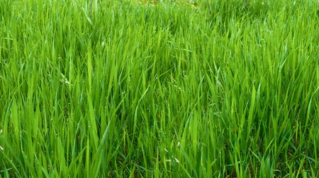 Dewy green grass in foggy may morning. Three shots composite picture.
