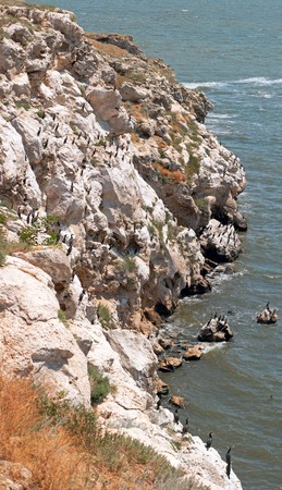 Cormorant population on Kazantip cape (Crimea, Ukraine). Three shots composite picture.の写真素材