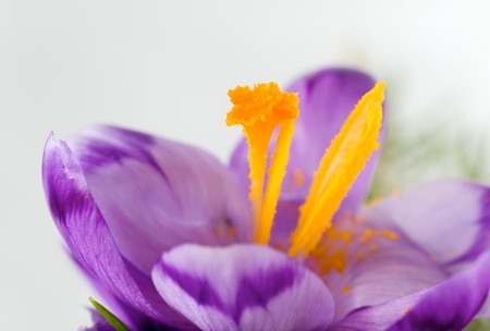 Spring holiday crocus flower on light background ( macro)
