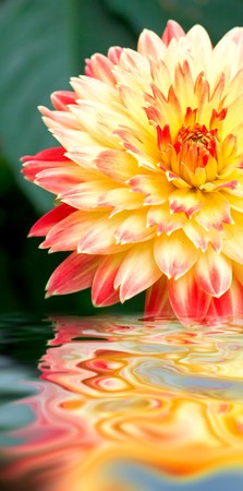 Close-up red-yellow dahlia flower like in garden (with water reflection)の写真素材