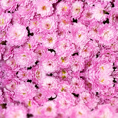 Beautiful magenta chrysanthemum flower autumn vivid background (with dew and water reflection) の写真素材