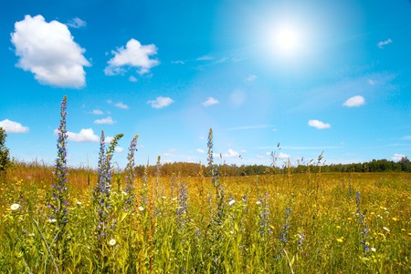 Summer meadow with blossoming wildflowers.の写真素材