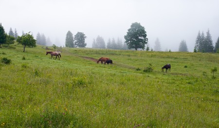 Summer mountain blossoming green meadow with horses (Carpathian Mt-s, Ukraine).の写真素材