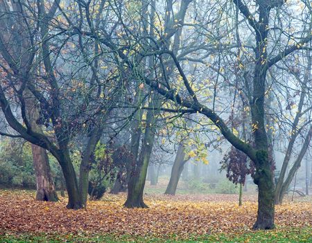 Evening dull foggy autumn city parkの写真素材