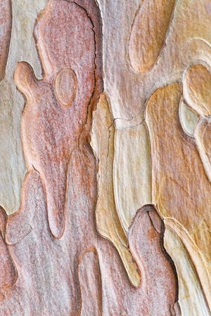 Coarse blotched bark of old crimean pine tree (Stankevycha pine). Detailed macro.