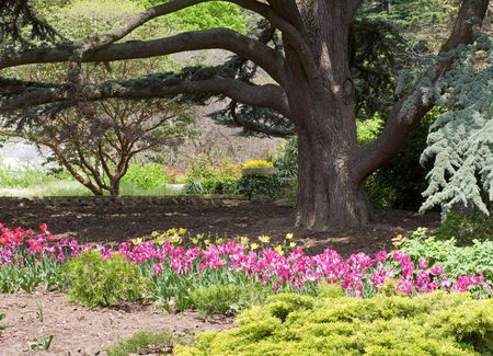 basal trunk part of old majestic conifer tree  and tulips.の写真素材