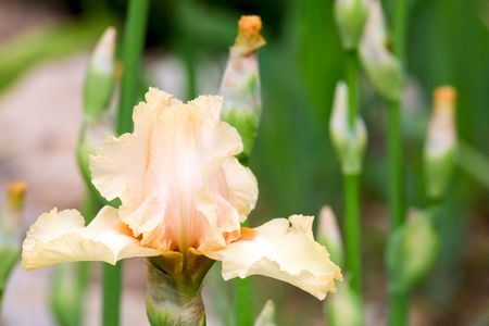 beautiful beige iris flower on flower-bedの写真素材