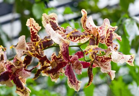 beautiful bordeaux-yellow blotchy orchid flowers cluster  (macro)の写真素材