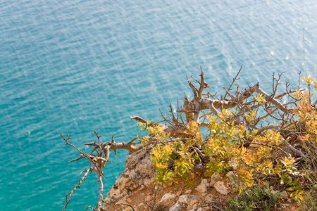 Evening coast and sea water surface view with small crooked tree in frontの写真素材
