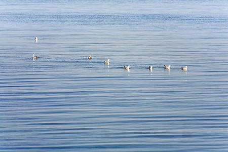 Small seagull flock and blue summer seaの写真素材