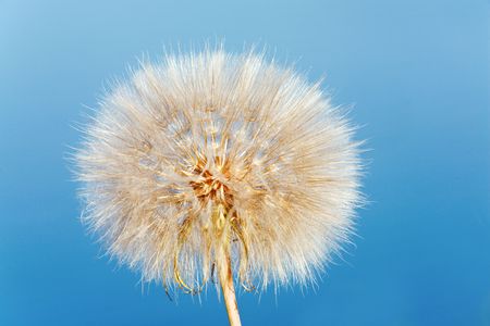 Dandelion flower with fluff isolated on blue sky background