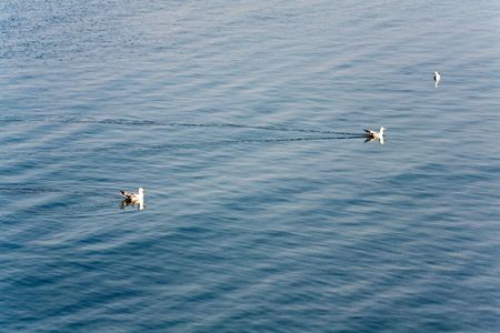 Small seagull flock and blue summer seaの写真素材
