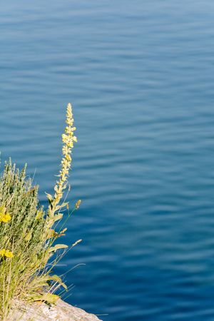 Mullein plant with small flowers on summer sea backgroundの写真素材