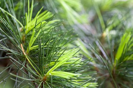 twigs of pine conifer tree (nature background)