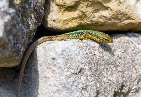 green little lizard is hidden in the cracks of stone