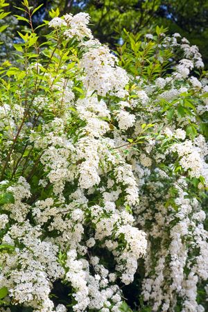 blossom spring bush with white flowers (nature background)