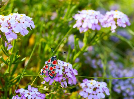 black-red butterfly on pink summer flower (close-up)の写真素材