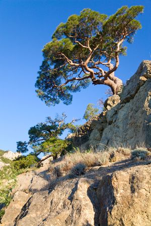juniper tree on rock on sky background ("Novyj Svit" reserve, Crimea, Ukraine).の写真素材