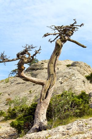 withered juniper tree on sky background ( "Novyj Svit" reserve, Crimea, Ukraine).の写真素材